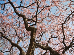 月ヶ瀬梅林にて