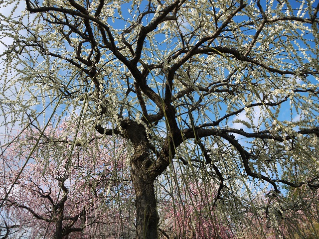 月ヶ瀬梅林にて