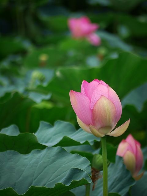 烏丸半島にて