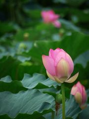 烏丸半島にて
