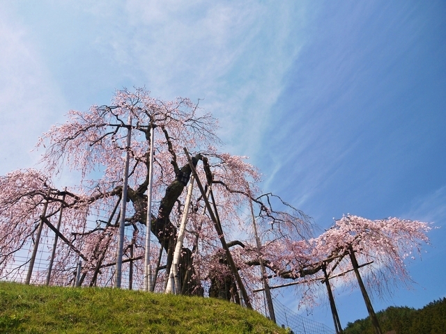 信楽　畑の枝垂桜