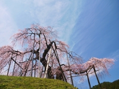 信楽　畑の枝垂桜