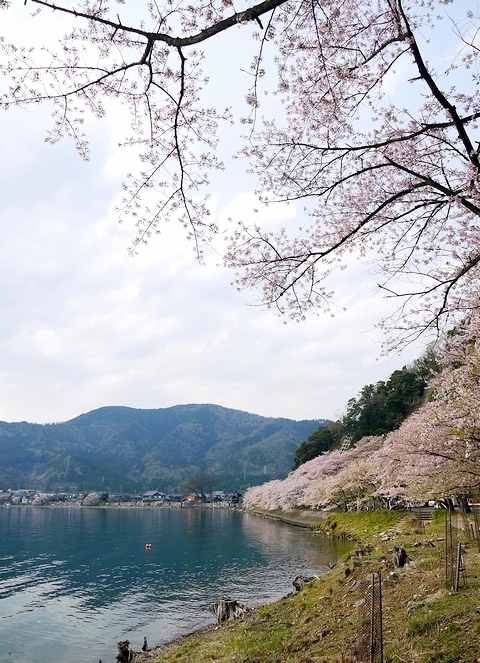 海津大崎にて