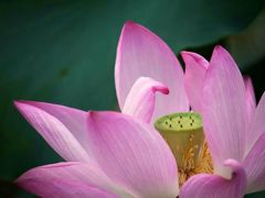 みずの森水性植物園にて