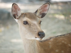 奈良公園の鹿さん♪