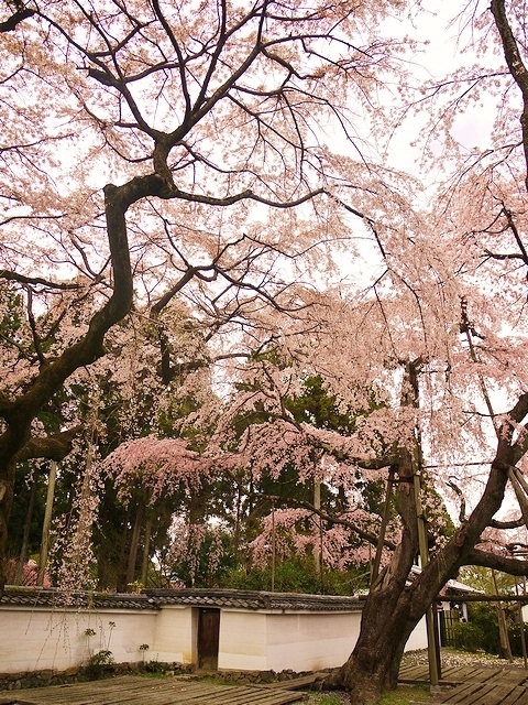 醍醐寺にて