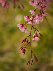 枝垂桜