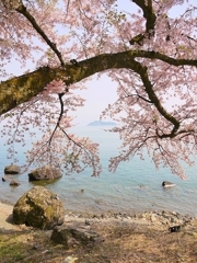 海津大崎にて