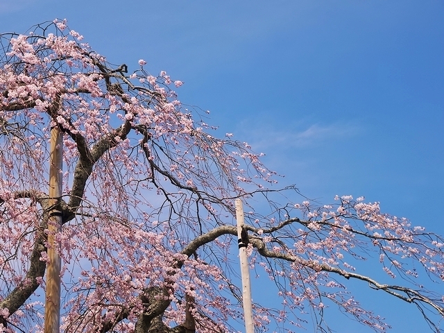 信楽　畑の枝垂桜
