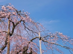 信楽　畑の枝垂桜