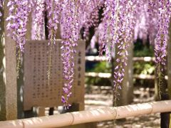 藤の花　2