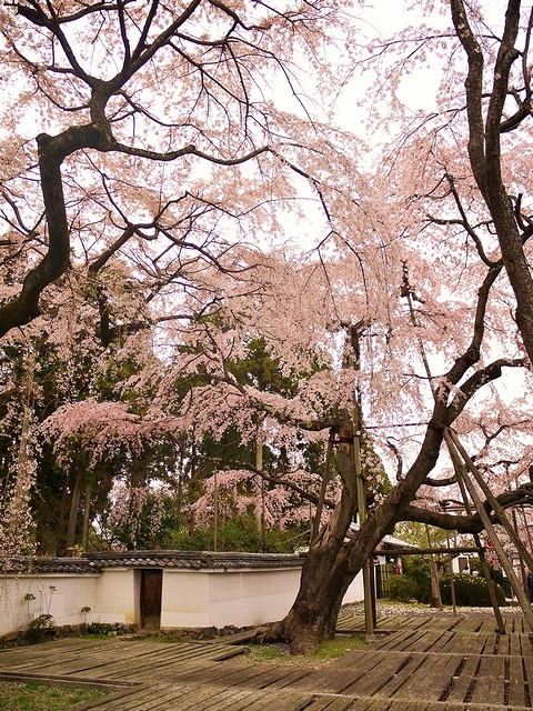 醍醐寺にて