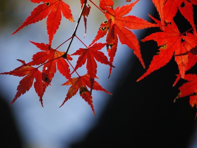 紅葉
