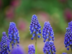 京都府立植物園にて