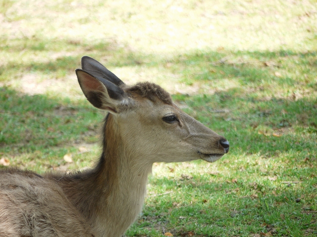 モヒカン(*´艸`)