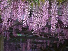 藤の花　8