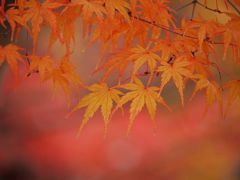 紅葉