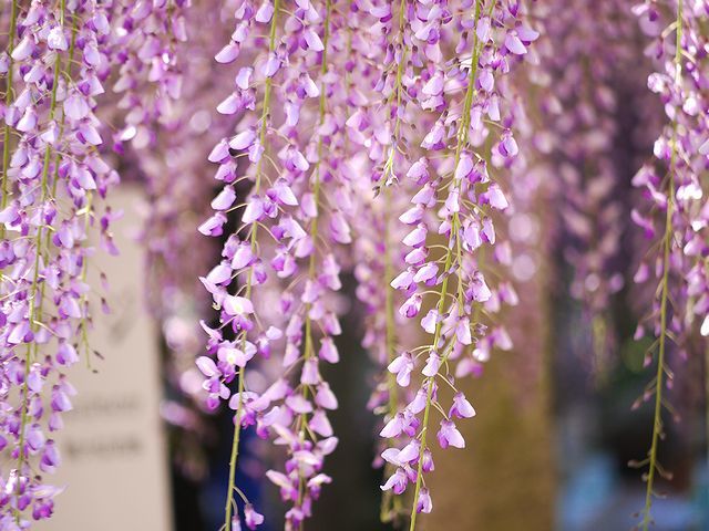 藤の花　9