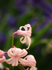 京都府立植物園にて