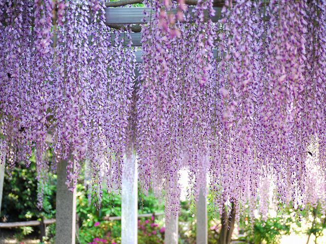藤の花　10