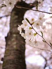 醍醐寺にて
