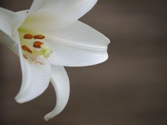 百合