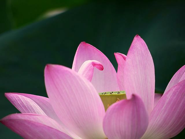 みずの森水生植物園にて