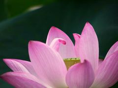 みずの森水生植物園にて