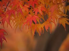 紅葉