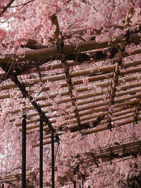 鴨川沿い枝垂桜トンネル