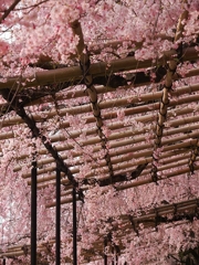 鴨川沿い枝垂桜トンネル