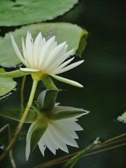 水鏡