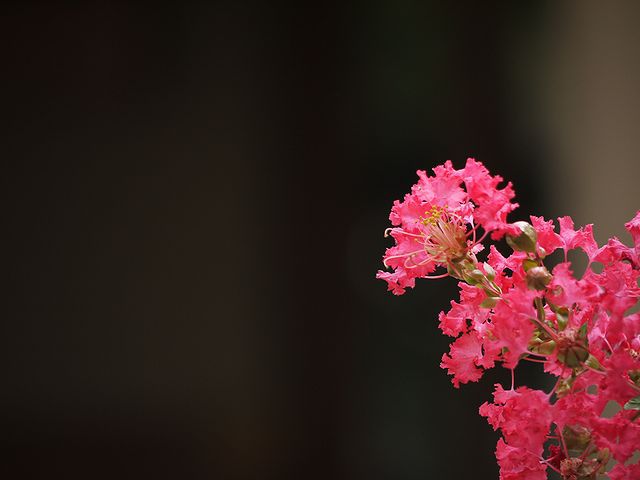 百日紅