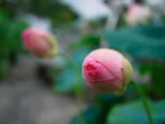 蕾の神秘