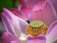 みずの森水性植物園にて