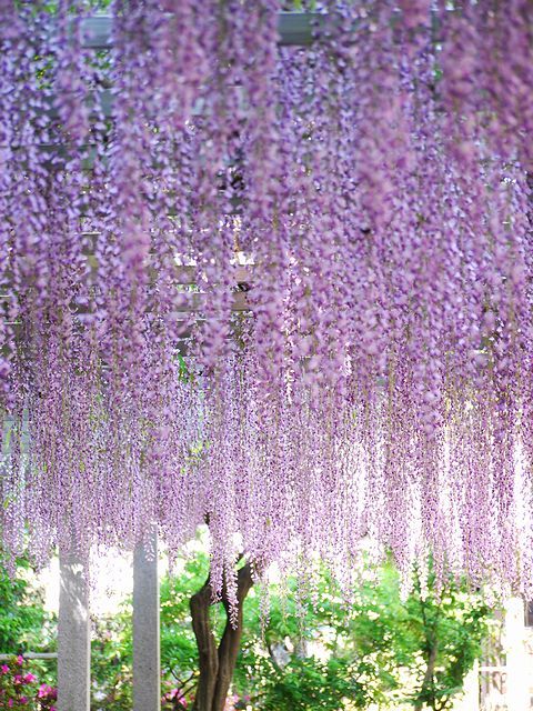 藤の花　5
