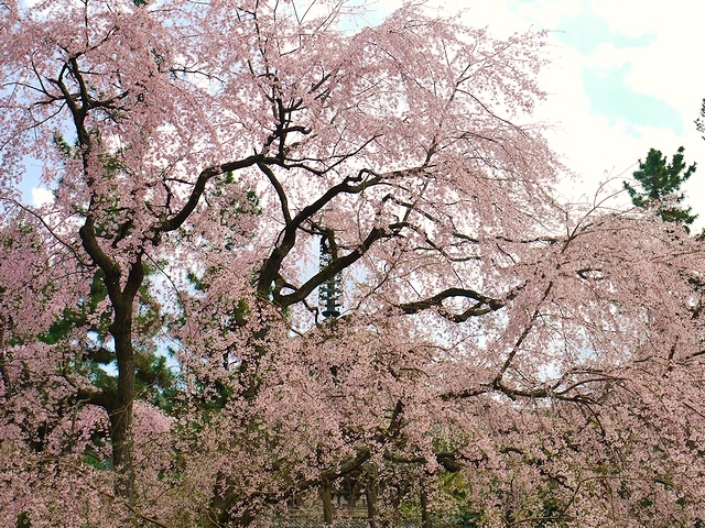 醍醐寺にて