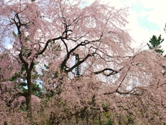 醍醐寺にて
