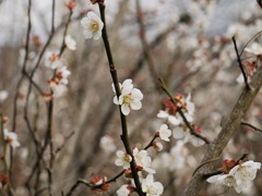 月ヶ瀬梅林にて