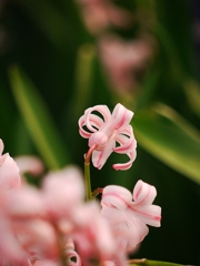京都府立植物園にて