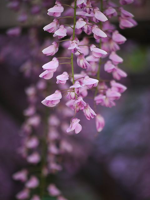 藤の花　7