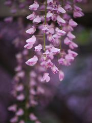 藤の花　7