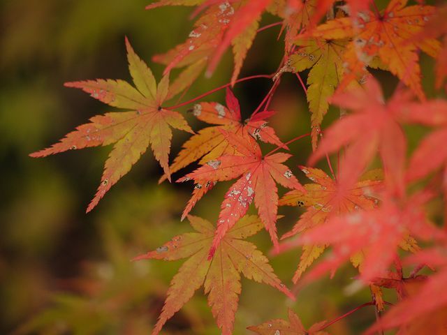 紅葉