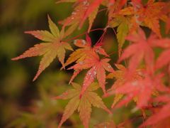 紅葉