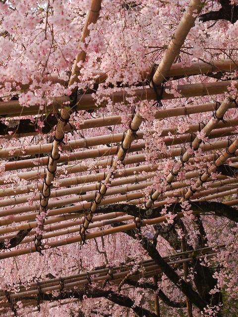 鴨川沿い枝垂桜トンネル