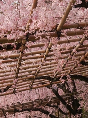 鴨川沿い枝垂桜トンネル