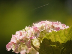 夢見る紫陽花