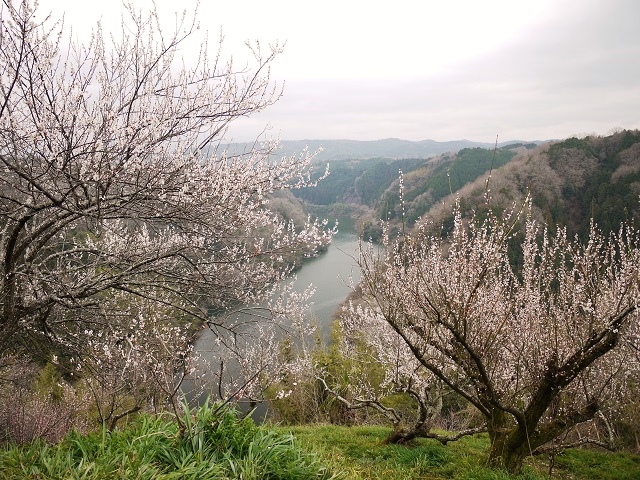 月ヶ瀬梅渓