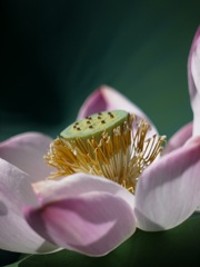 花芯