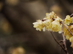 蝋梅